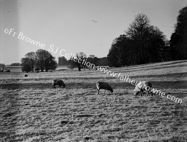 PASTORAL SCENE WITH SHEEP